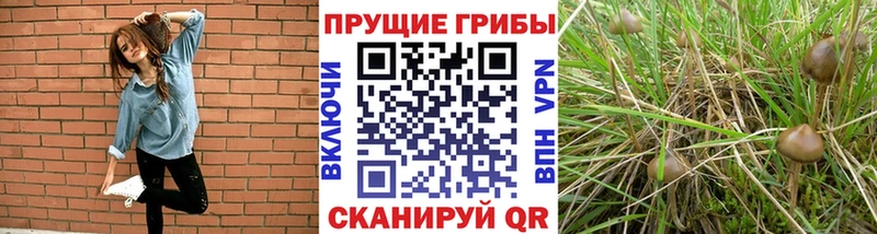 Купить  Полысаево  Псилоцибиновые грибы мухоморы 